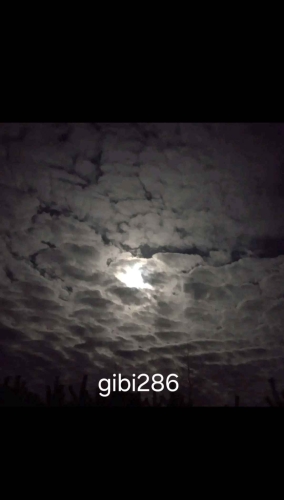 gibi286